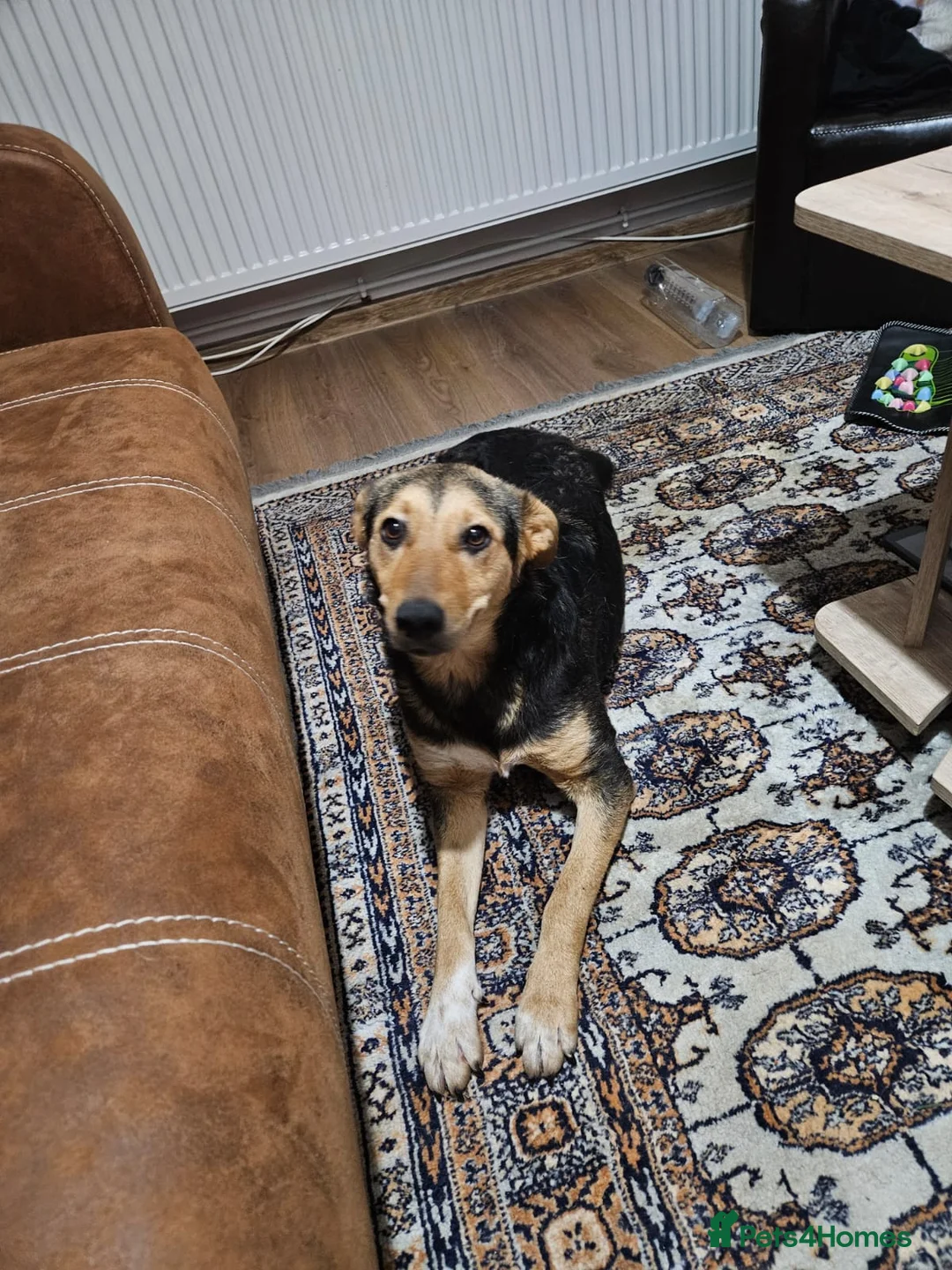 Mixed Breed dogs for adoption: 🐾 Meet Larisa - a gentle girl for a Loving Home💛 - Advert 33