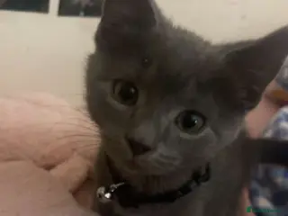 Mixed Breed cats Mix breed Maine coon kittys - Advert 1