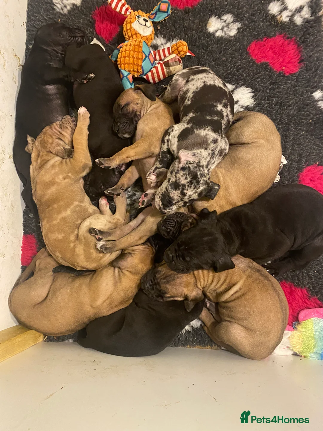 Great Dane dogs for sale: Beautiful kc reg Great Dane puppies - Advert 19