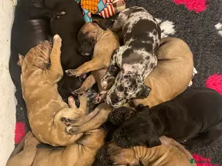 Great Dane dogs Beautiful kc reg Great Dane puppies - Advert 3