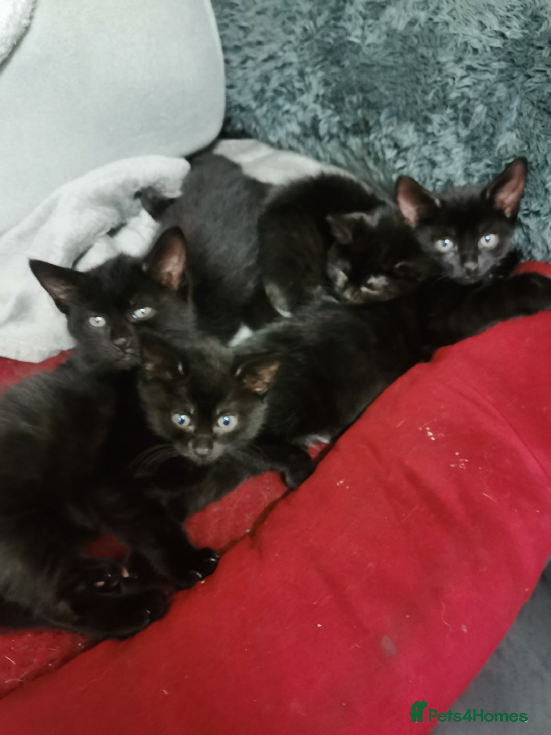 Mixed Breed cats for sale: Kittens for sale - Image 2