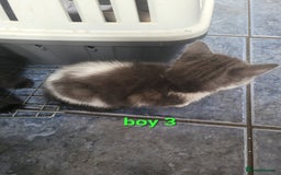 Mixed Breed cats for sale: Beauitful male kittens - Image 6