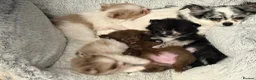 Pomchi dogs for sale: Pomchi boys and girls - Advert 7