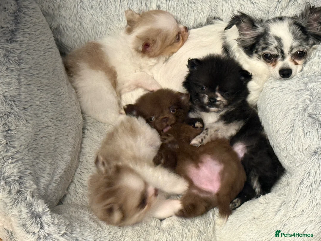 Pomchi dogs for sale: Pomchi boys and girls - Advert 7