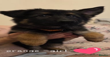 German Shepherd dogs - Advert 2