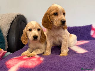Cocker Spaniel dogs Stunning cocker spaniel pups - Advert 4