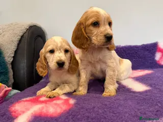 Cocker Spaniel dogs Stunning cocker spaniel pups - Advert 17
