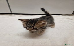 Bengal cats for sale: Beautiful 1/2 bengal kittens - Image 29