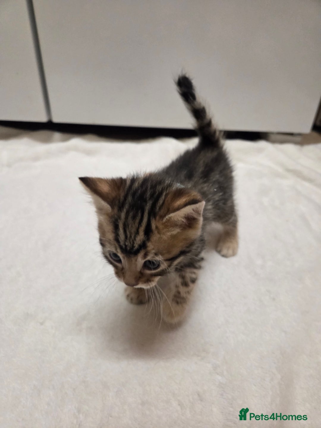 Bengal cats for sale: Beautiful 1/2 bengal kittens - Image 29