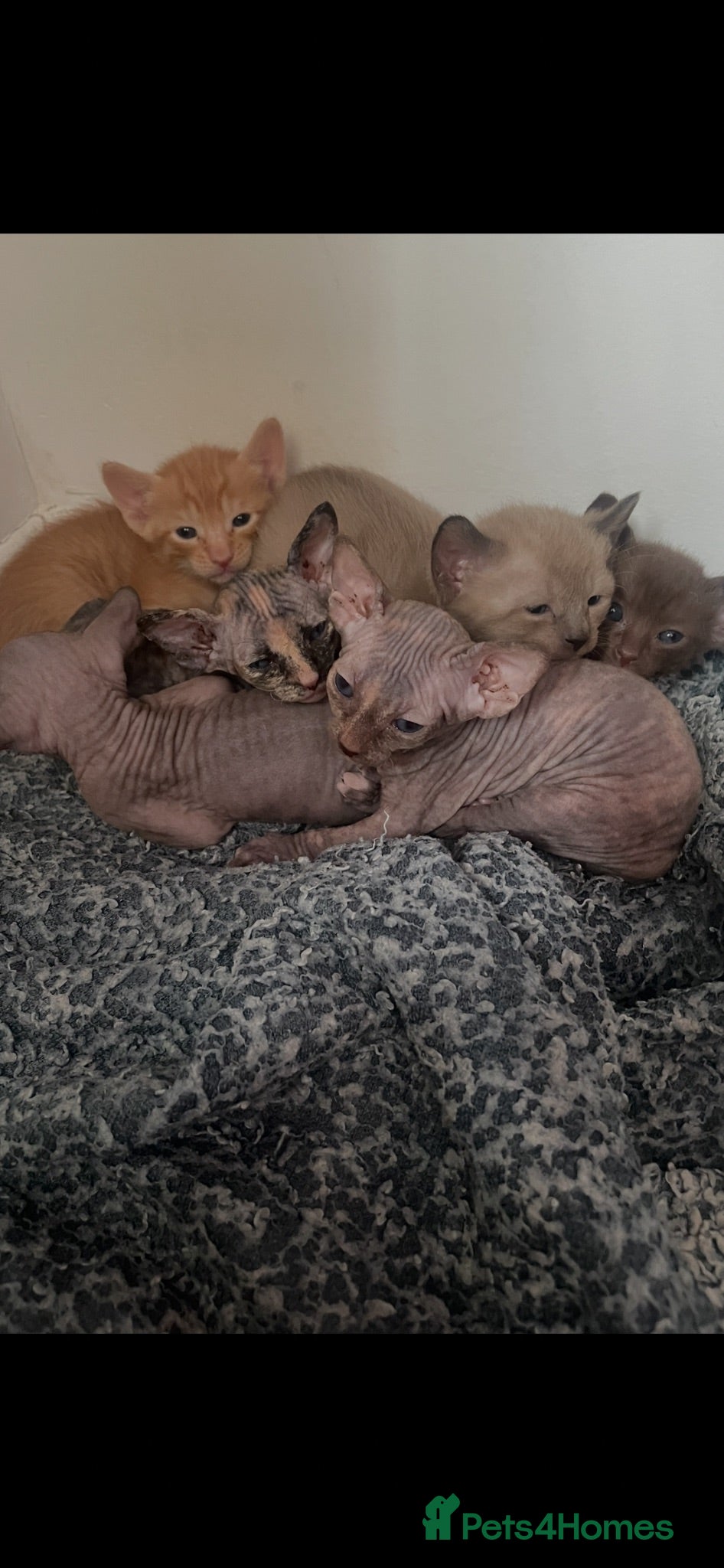 Mixed Breed cats Oriental x sphynx - Advert 1