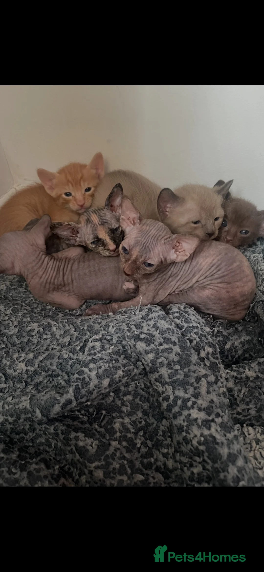 Mixed Breed cats for sale: Oriental x sphynx - Advert 1