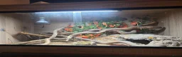 Lizard reptiles for sale: Spyro european eyed lizard  in Chesterfield - Advert 3