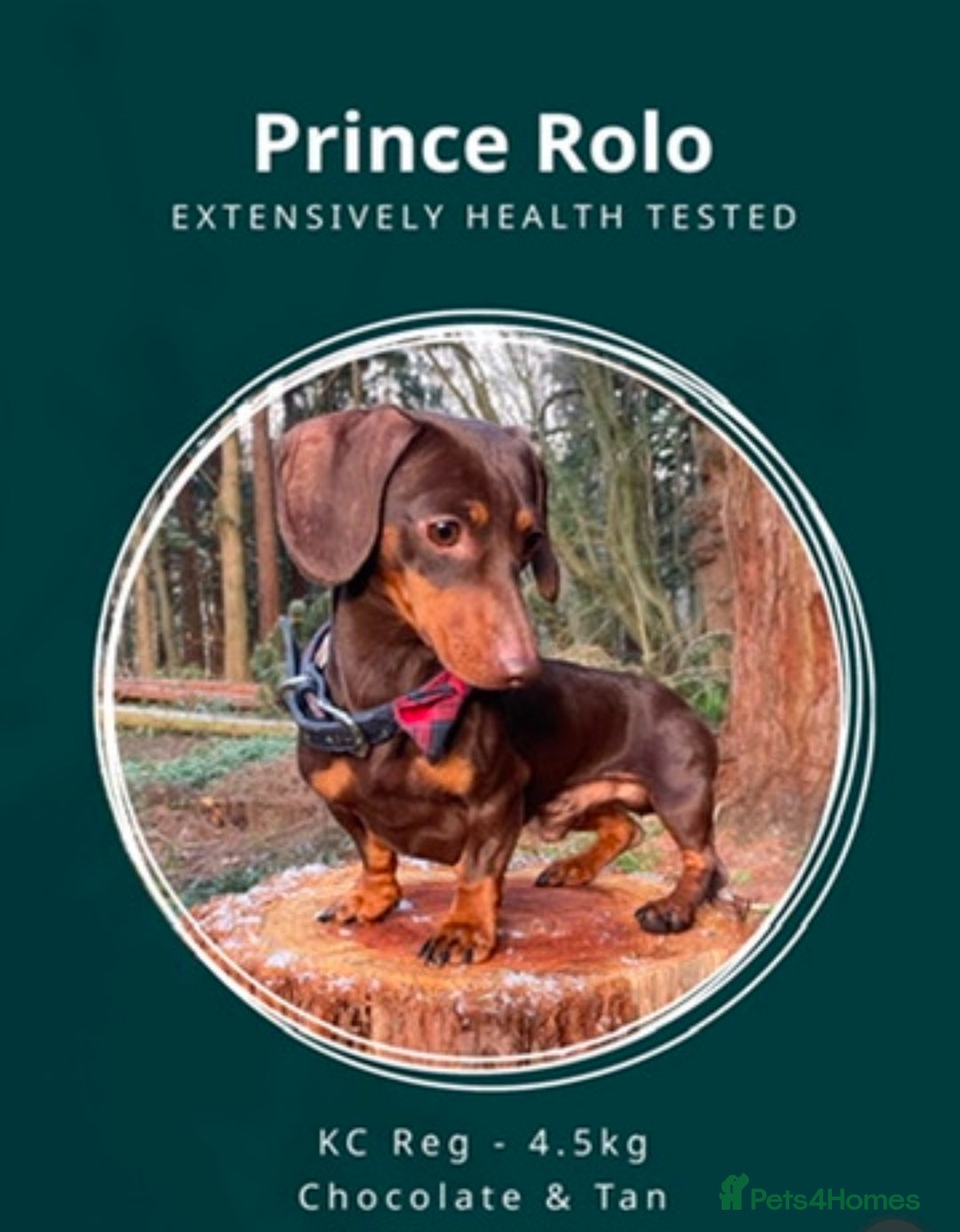 Miniature Dachshund dogs for stud: 27 champions prince Rolo  - Advert 1