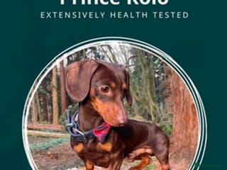 Miniature Dachshund dogs 27 champions prince Rolo - Advert 9