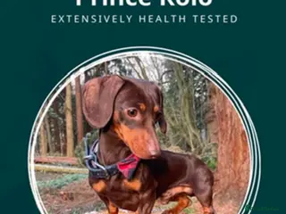 Miniature Dachshund dogs 27 champions prince Rolo - Advert 9