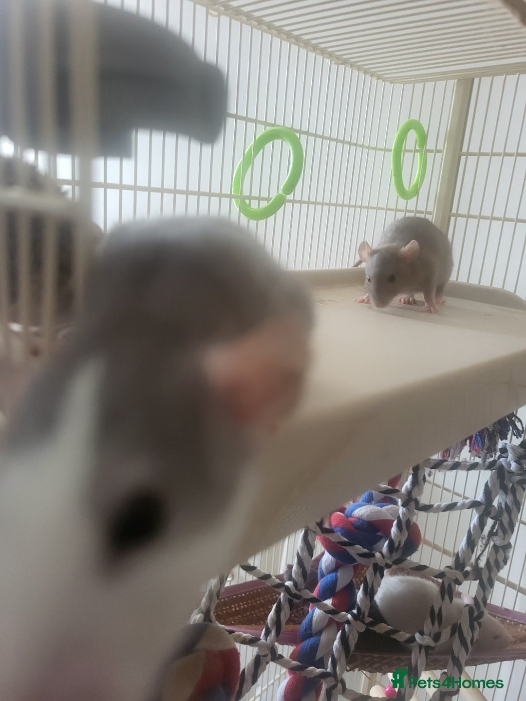 Rat rodents for sale: Mixed baby rats - males and females - Image 12
