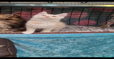 Maine Coon cats - Advert 3