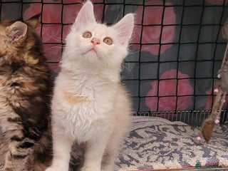 Maine Coon cats - Advert 3