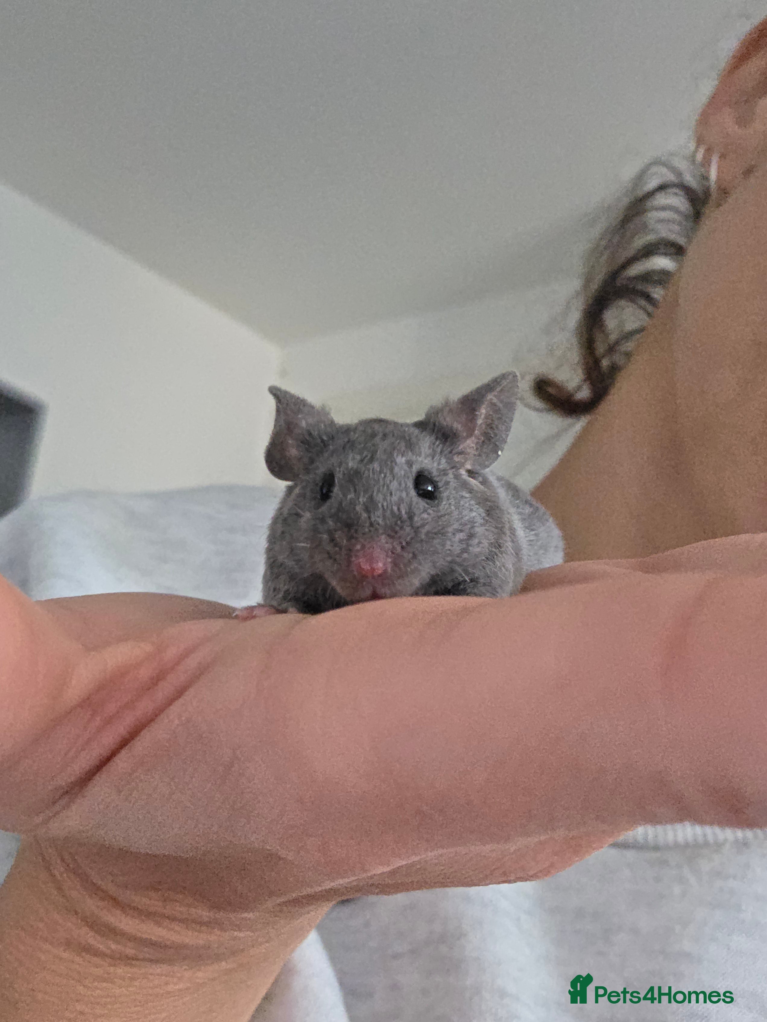 Mouse rodents 2 boys available  - Advert 1