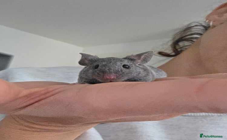 Mouse rodents 3 boys available  - Advert 1