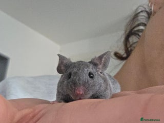 Mouse rodents 3 boys available - Advert 4