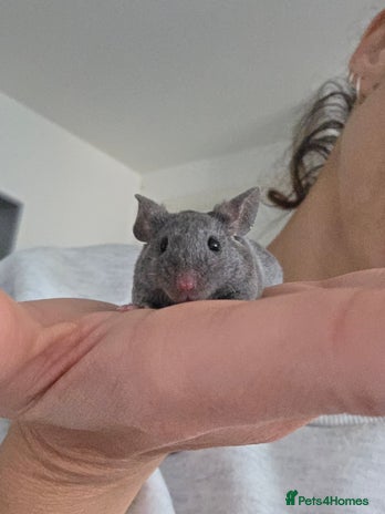 Mouse rodents 3 boys available - Advert 1