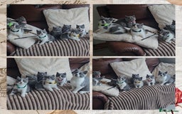 British Shorthair cats for sale: Tica registered british shorthair kittens - Image 19