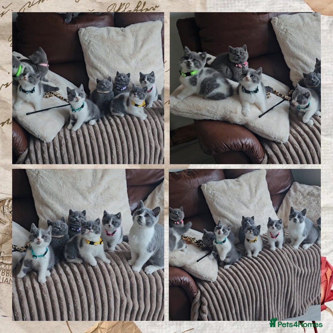 British Shorthair cats for sale: Tica registered british shorthair kittens - Image 19