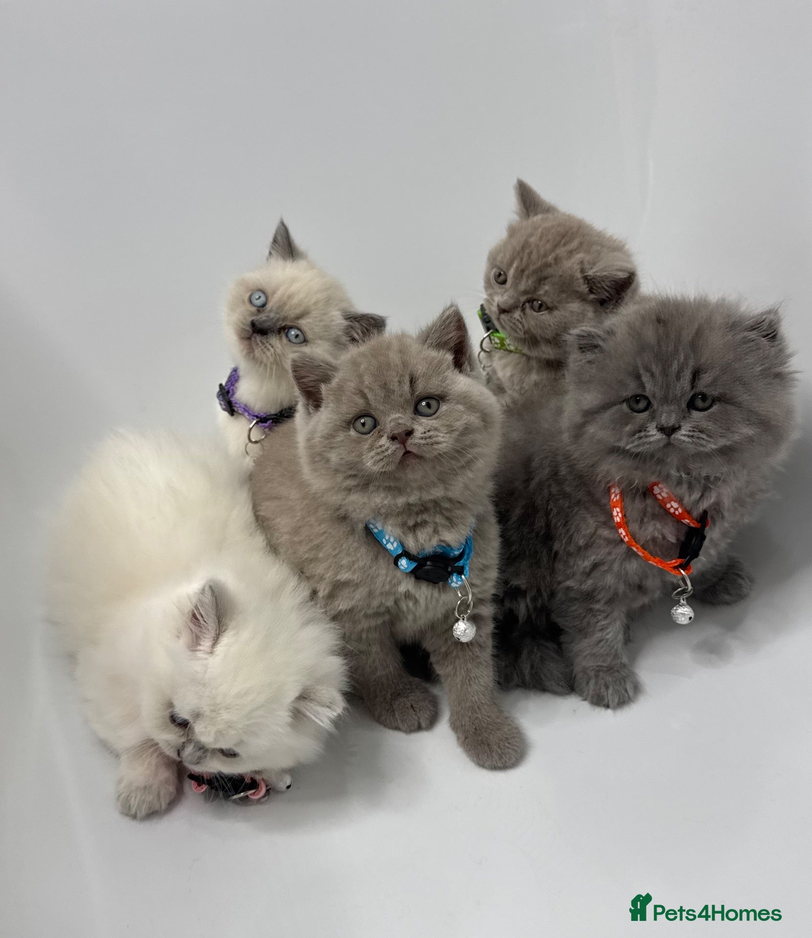 British Shorthair cats for sale: 5 Stunning Bsh Kittens  - Advert 1