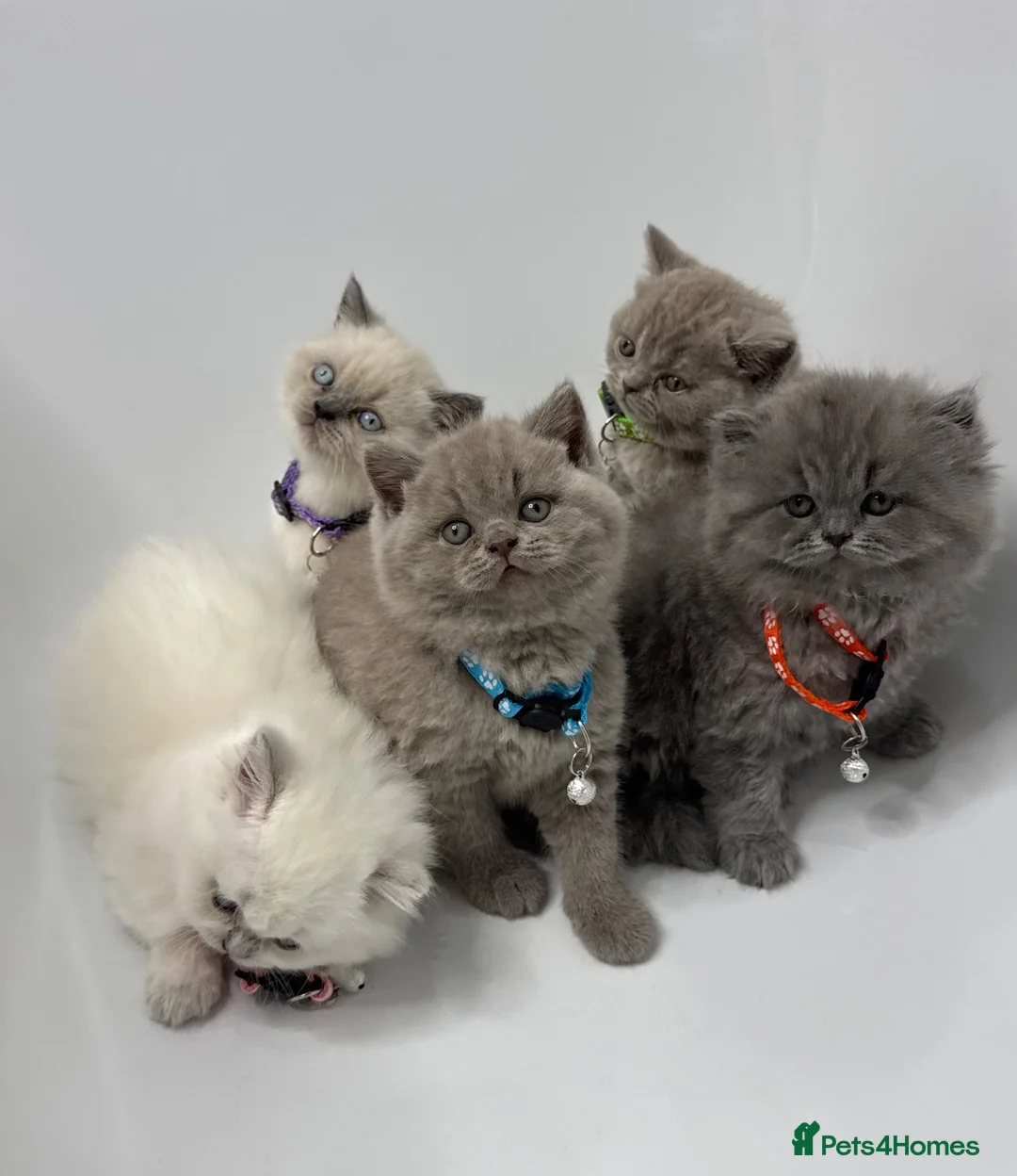 British Shorthair cats for sale: 5 Stunning Bsh Kittens  - Advert 1