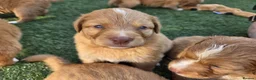 Nova Scotia Duck Tolling Retriever dogs for sale: Beautiful KC registered toller pups - Advert 2