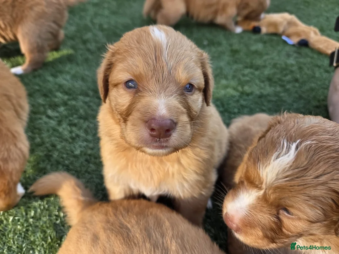 Nova Scotia Duck Tolling Retriever dogs for sale: Beautiful KC registered toller pups - Advert 2