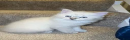 Ragdoll cats for sale: beautiful ragdoll babies for sale - Advert 3