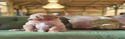 Bernedoodle dogs for sale: F1b Apricot Medium Bernedoodle  - Advert 26