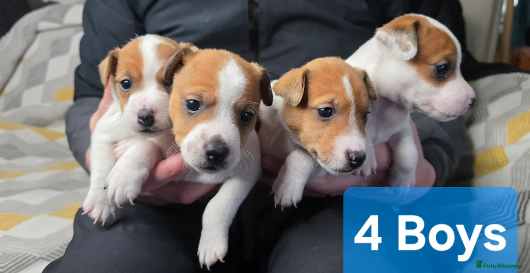 Jack Russell dogs for sale: 6 Jack Russell puppies  - Advert 3