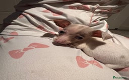 Chiweenie dogs for sale: CHIWEENIES, MICROCHIPPED,VACCINATED,HEALTHCHECKED! - Advert 9