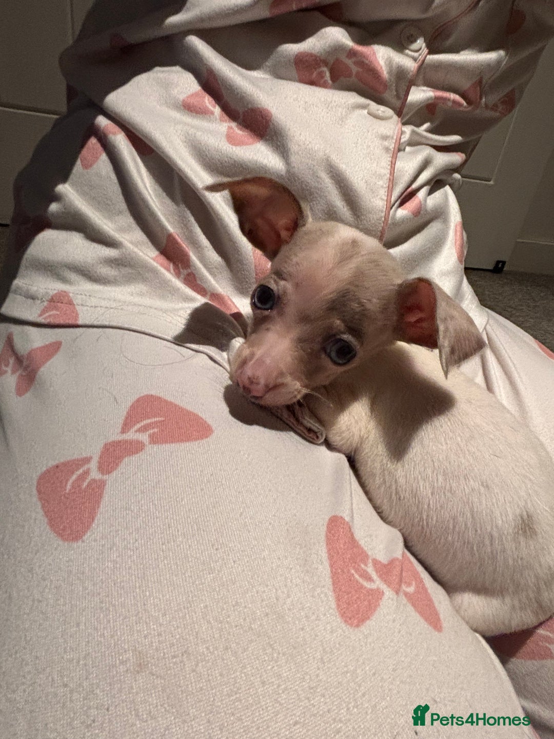 Chiweenie dogs for sale: CHIWEENIES, MICROCHIPPED,VACCINATED,HEALTHCHECKED! - Advert 9