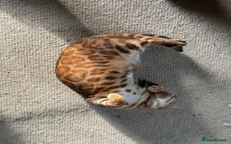 Bengal cats for sale: 2 Sweet Girls NOT spayed  - Image 5