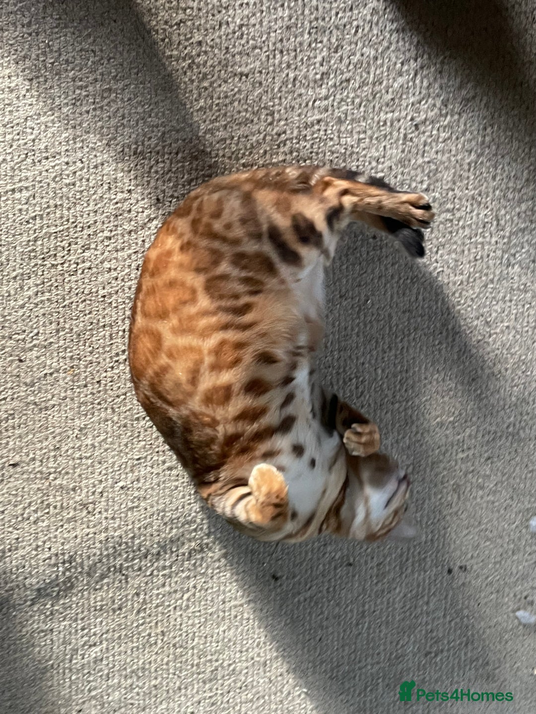Bengal cats for sale: 2 Sweet Girls NOT spayed  - Image 5