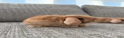 Mini Lop rabbits for sale: Mini lop Bunnies  - Advert 9