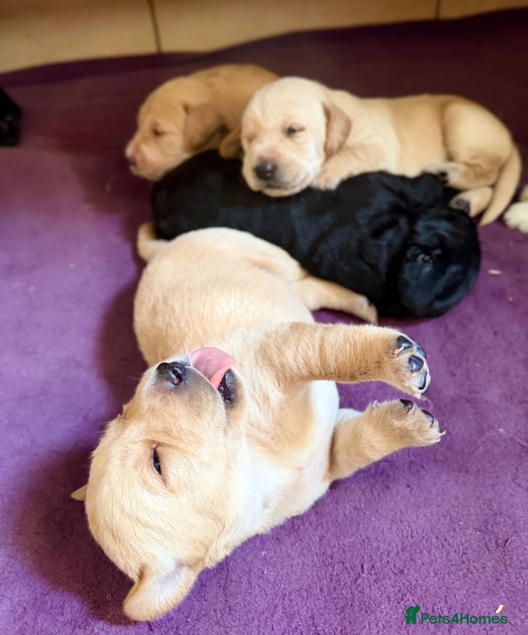 Labradoodle dogs for sale: Fb1 labradoodle puppies  - Advert 1
