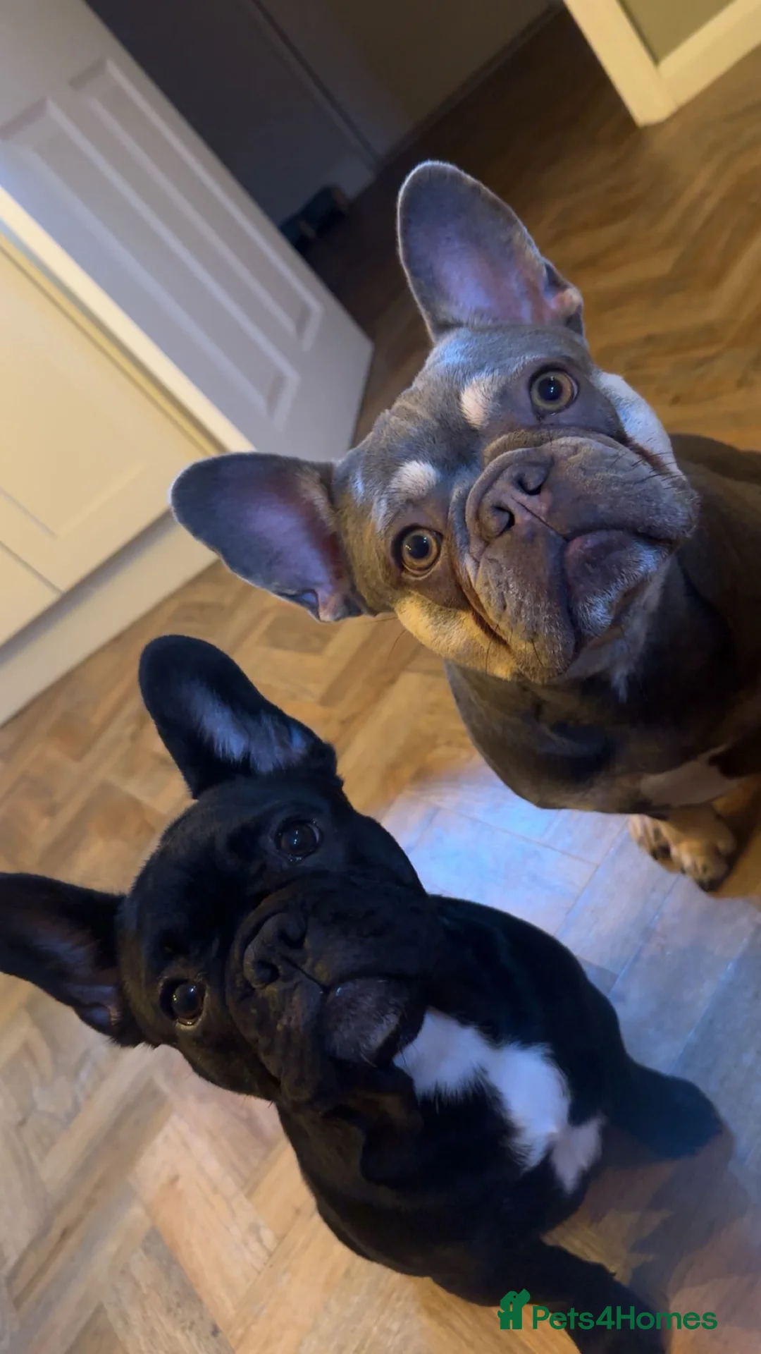 French Bulldog dogs for sale: Arlo and Luna  - Advert 4