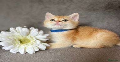 British Shorthair cats - Advert 2