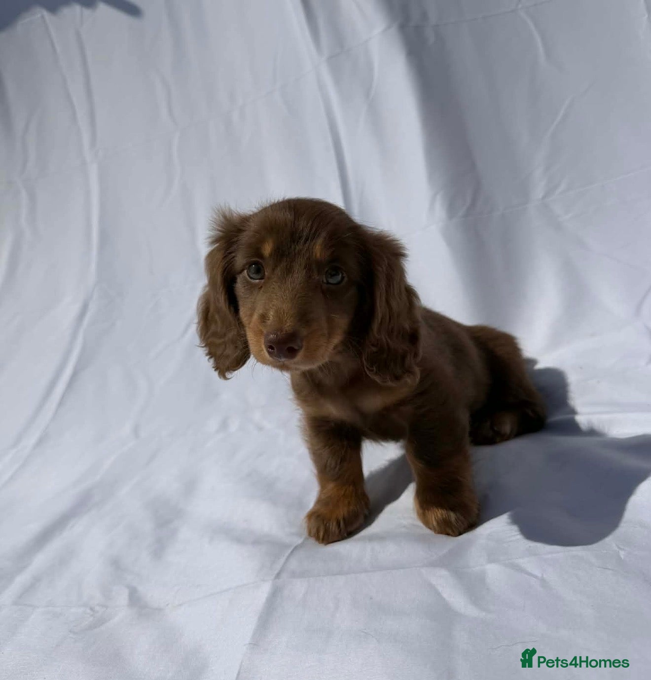Miniature Dachshund dogs Long Haired Miniature Dachshund-Isabella&Chocolate - Advert 1