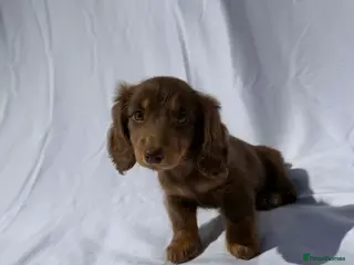 Miniature Dachshund dogs Long Haired Miniature Dachshund-Isabella&Chocolate - Advert 9