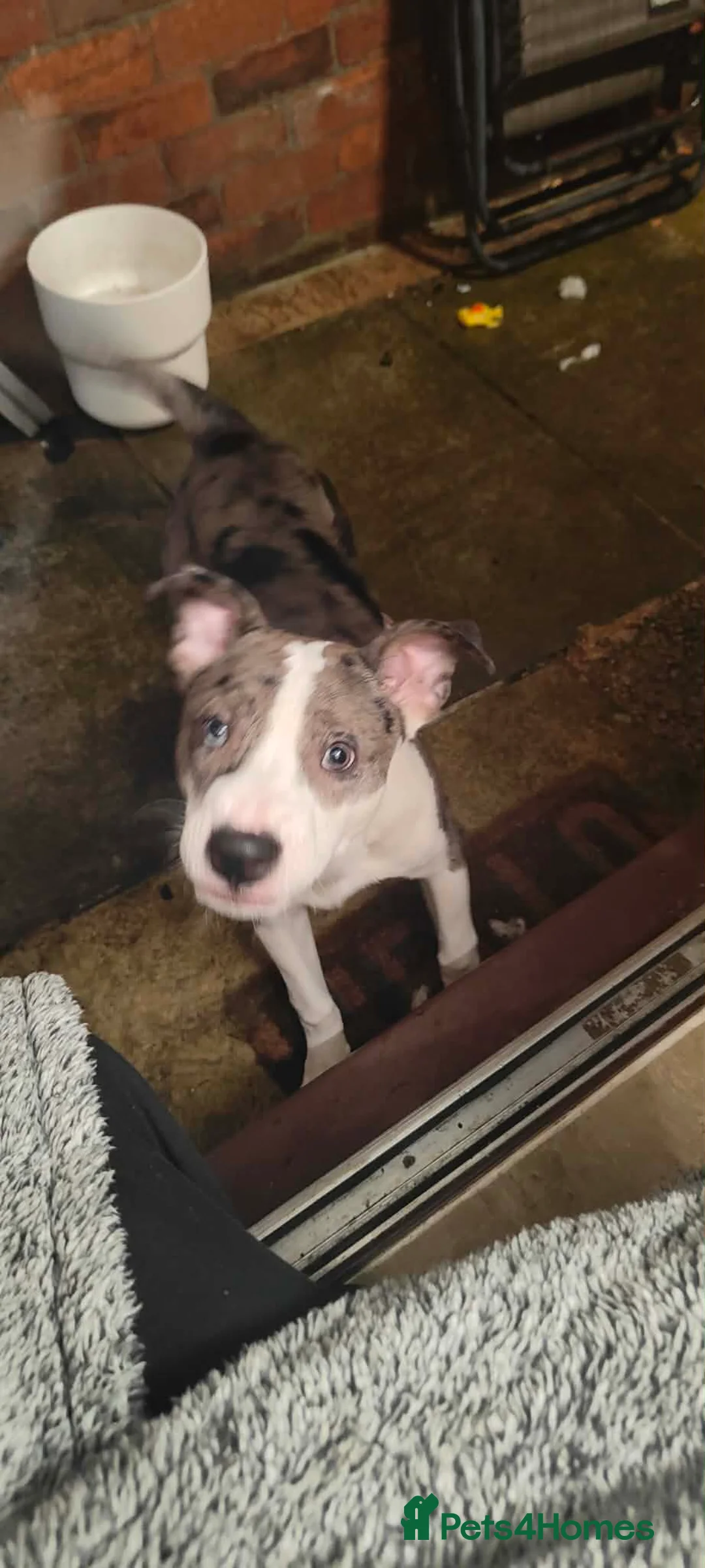 Mixed Breed dogs for sale: Bull Terrier X looking for home ASAP - Advert 1