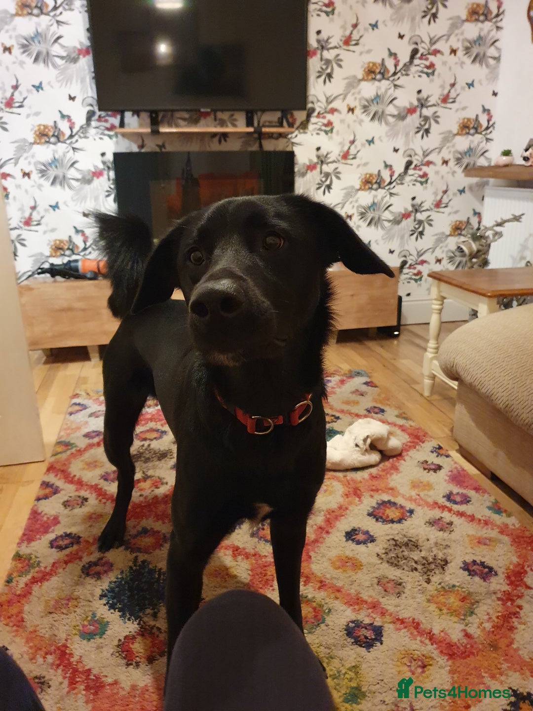 Borador dogs for sale: Lovely 2 year old lab/collie for sale - Advert 2