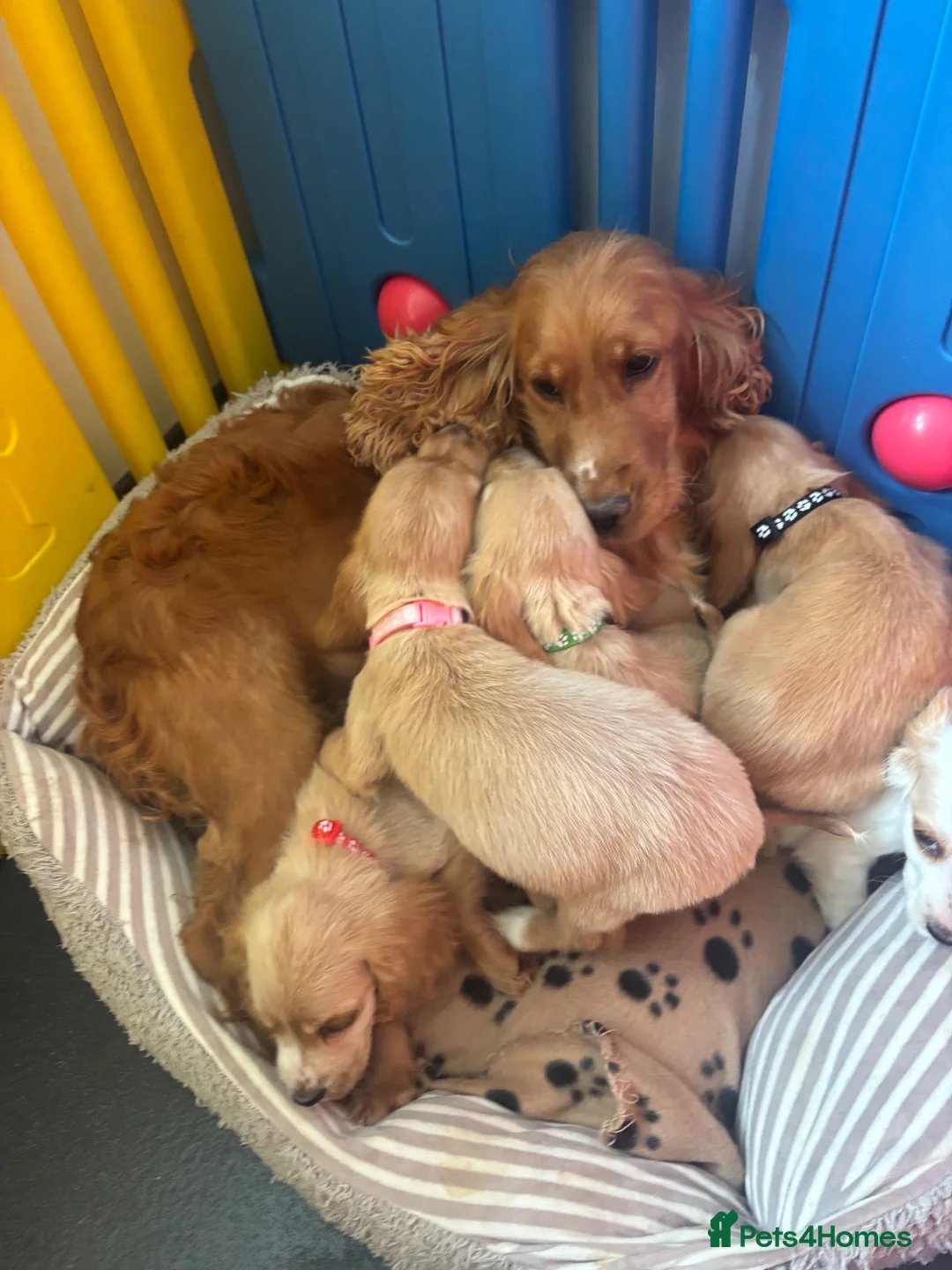 Cocker Spaniel dogs for sale: Beautiful show type cocker spaniels READY NOW - Advert 2