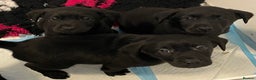 Labrador Retriever dogs for sale: Labrador Retriever Pups  - Advert 3