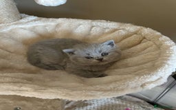 British Shorthair cats for sale: BEAUTIFUL BRITISH SHORTHAIR KITTENS - Image 14